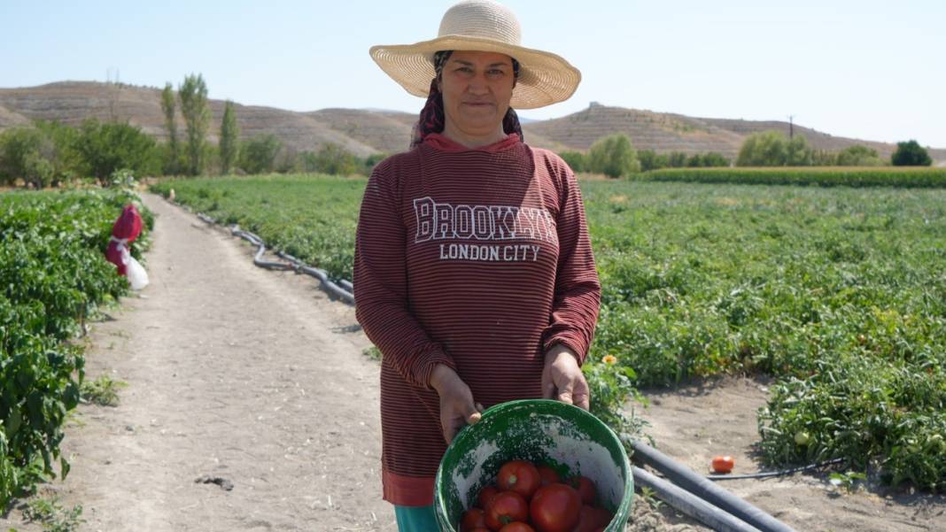 Kış hazırlıklarının olmazsa olmazı! Bu domateste hasat farklı oluyor: Herkes kendi topluyor 1